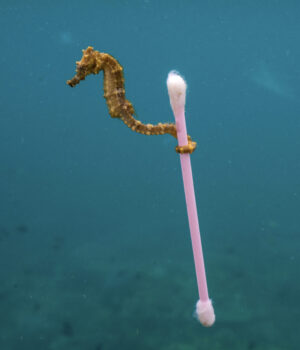 Het zeepaardje in Justin Hofman’s foto is een voorbeeld van hoe zeeleven bedreigd wordt door plastic.