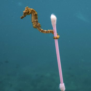 Seahorse